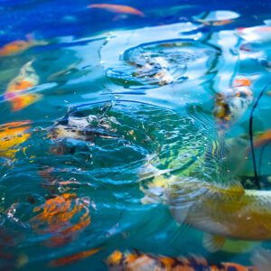 Aquaculture at Aqualitas