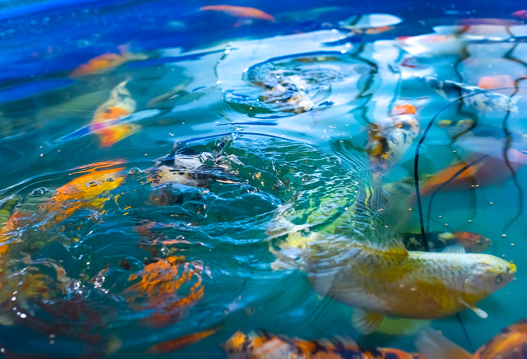 Aquaculture at Aqualitas