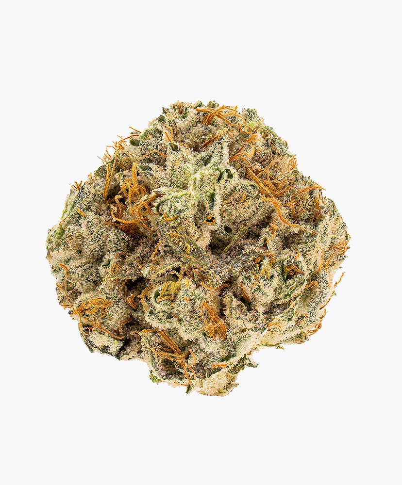 Atlantic Glue GG4 Bud 3